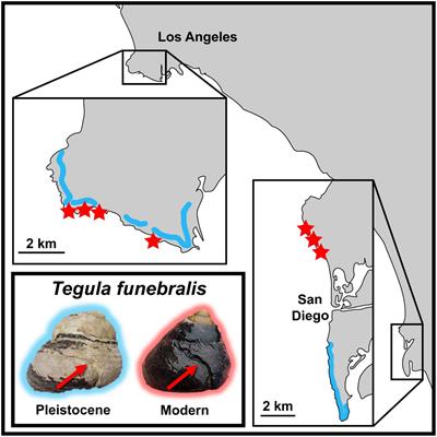 Predation Scars Reveal Declines in Crab Populations Since the Pleistocene